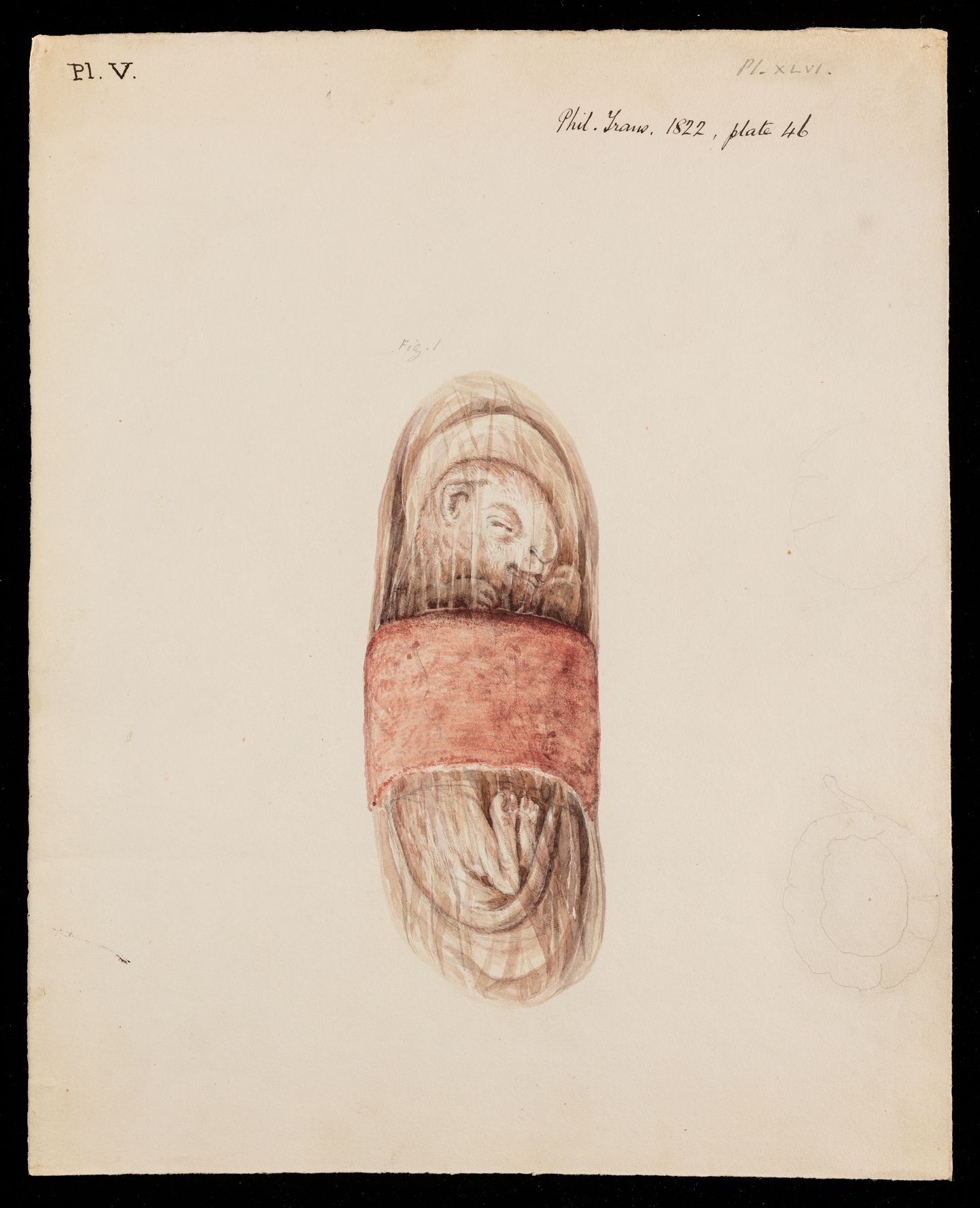 Painting, cat foetus and placenta by [William Clift] The Royal